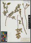 Foto von Salix hastata L.